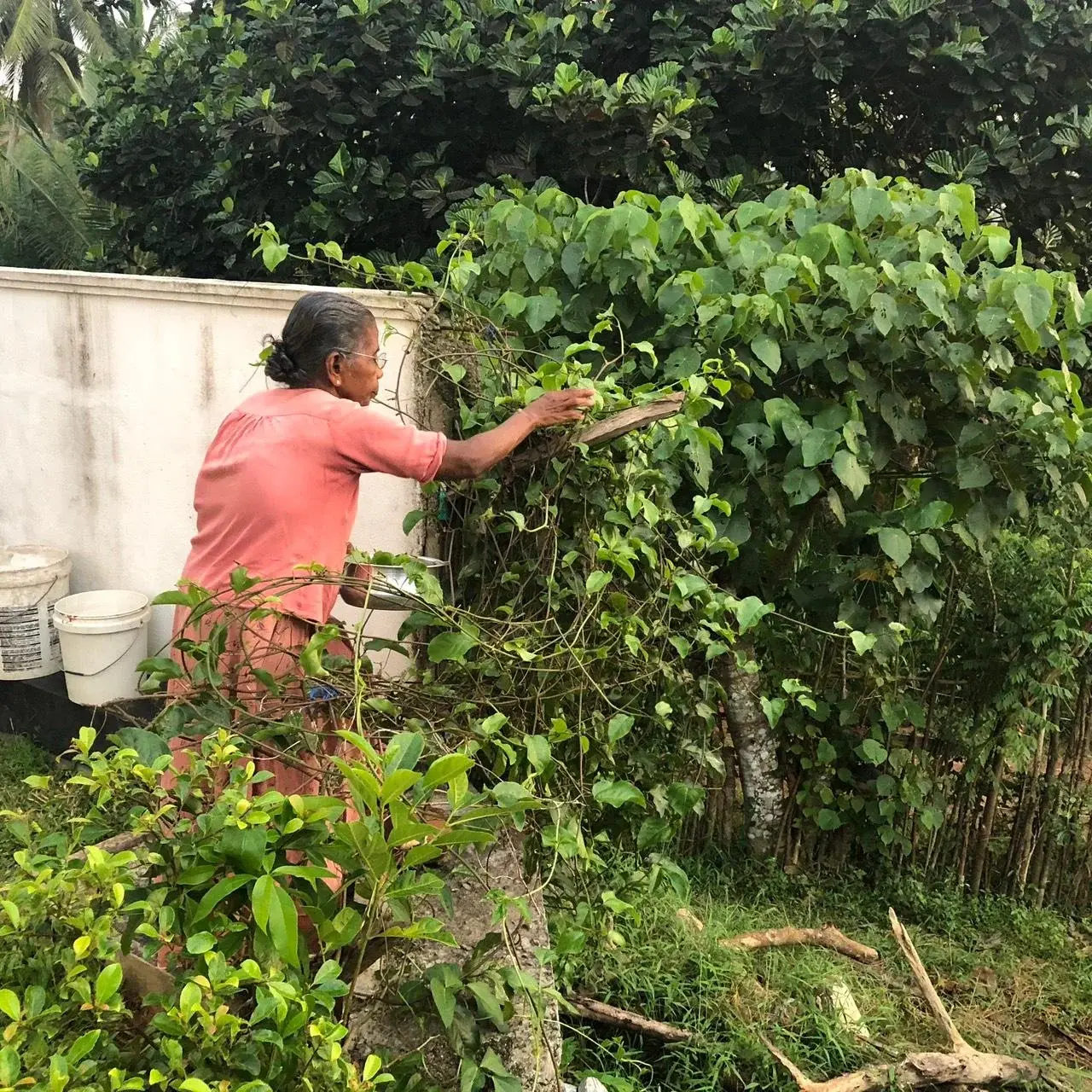 A person tending leafy plants in a garden