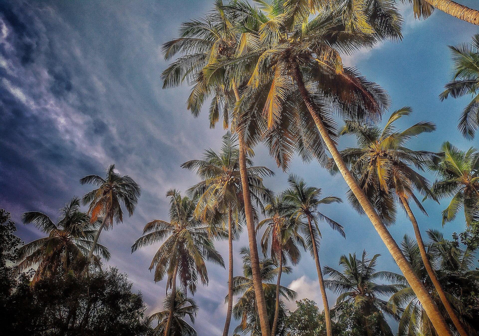 Coconut palms in Sri Lanka
